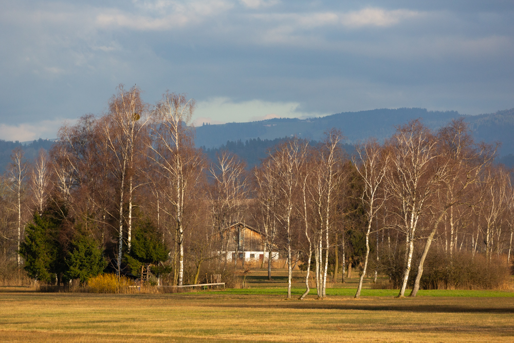 Lauteracherried im Jänner 66